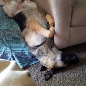 Meet your Posher, Maurice